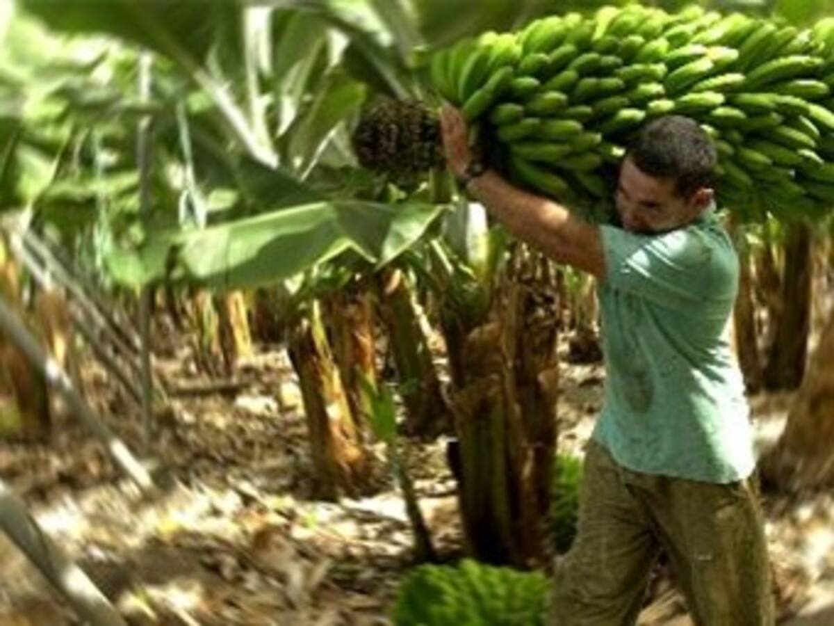 Acuerdo entre patronos y trabajadores evita huelga bananera
