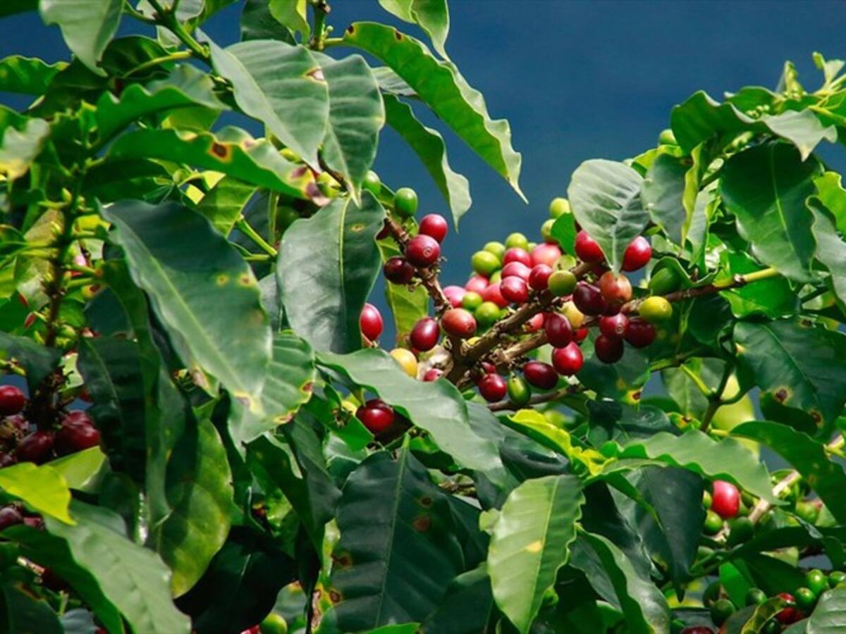 Gobierno estima que con la firma de la paz se produzcan 20 millones de sacos de café