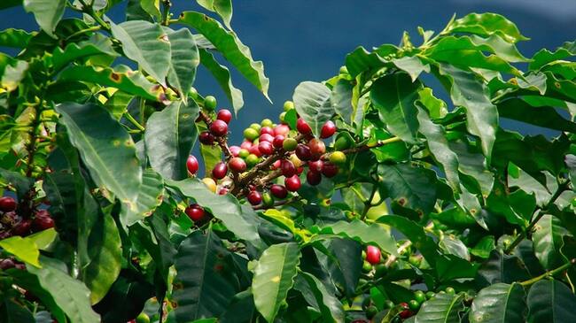 Imagen de referencia. Foto: Colprensa