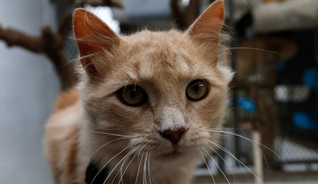 Animales para adopción