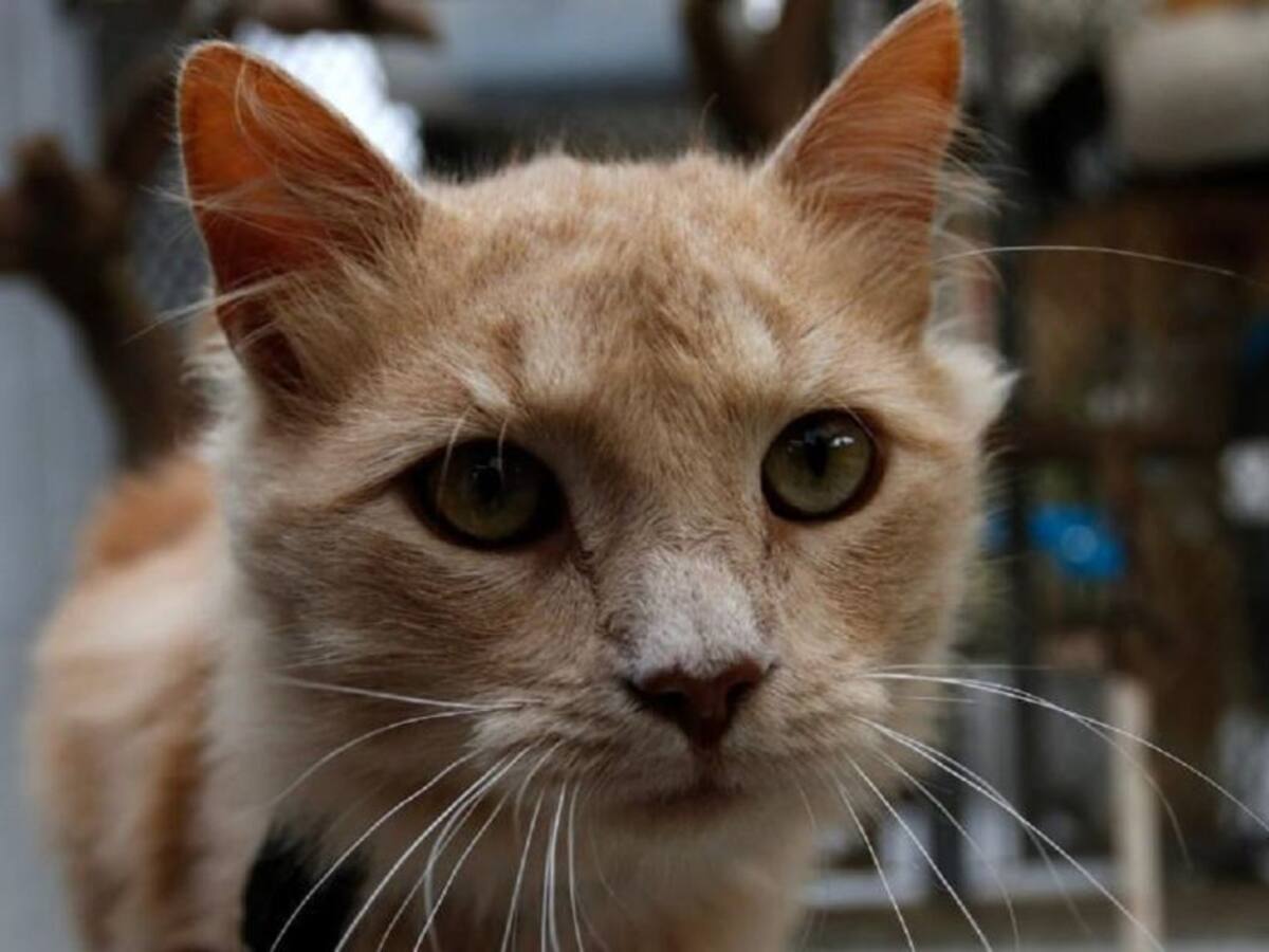 Más de 300 animales buscan un hogar en el albergue de Manizales