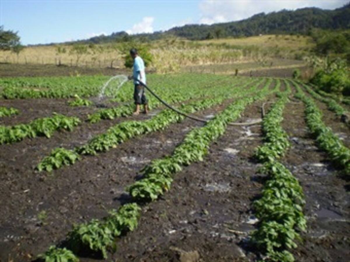 Científicos impulsan cultivos resistentes para enfrentar el cambio climático