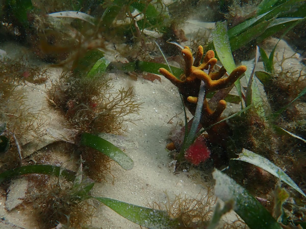 Ecopetrol e Invemar se unen para proteger manglares y pastos marinos en La Guajira