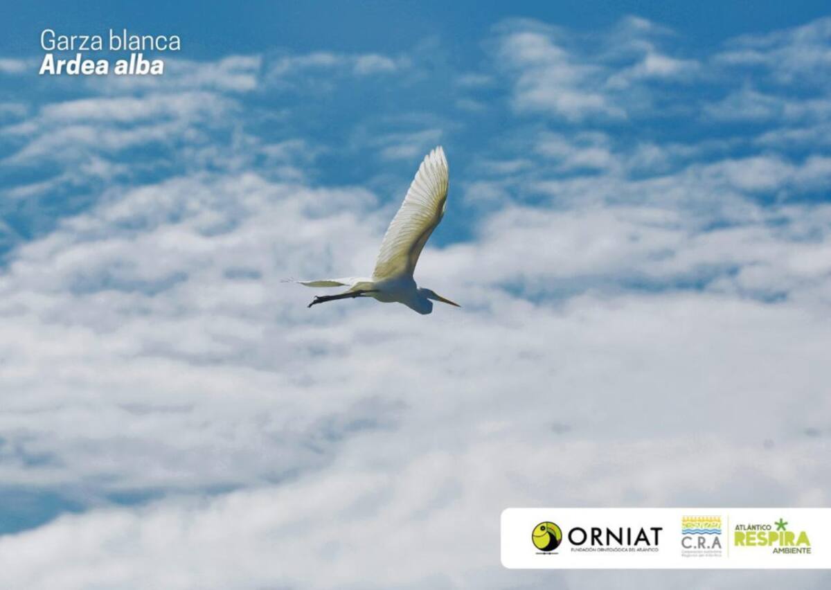 Atlántico vivió la jornada del Global Big Day, iniciativa mundial que a través del avistamiento, se identifican y dan a conocer el registro de aves con el que cuenta un territorio. En el marco de la expedición de Viaje al Corazón del Caribe de Caracol Radio y la Armada de Colombia, destacamos esta iniciativa que la Corporación Regional Autónoma del Atlántico, CRA y la Fundación ORNIAT de Atlántico, lideraron en el departamento, considerado un escenario de diversas especies de aves, tanto nativas como extranjeras que llegan hasta el Atlántico, atraídas por ecosistemas como el de la Ciénaga de Mallorquín y la vía Parque Isla Salamanca.