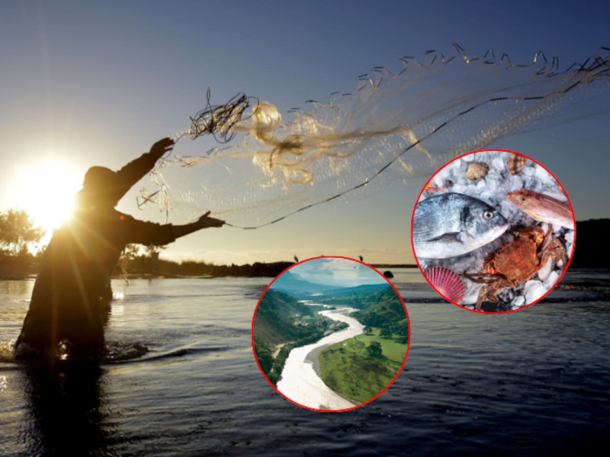 El pueblo caldense con el mejor pescado de Colombia está a 3 horas de Bogotá: ¿De qué río se pescan?