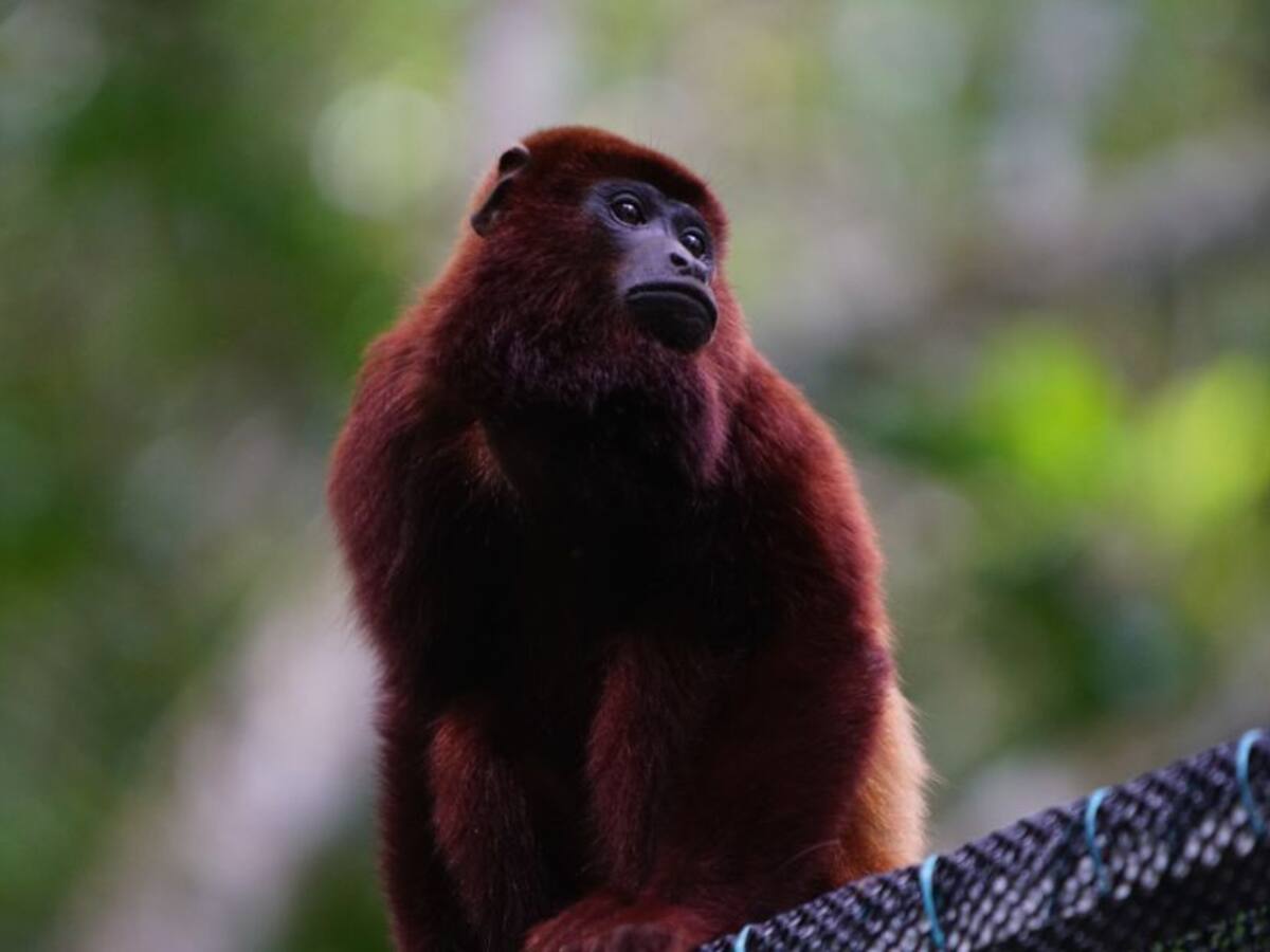 Por primera vez observan Mono Aullador en Parque Nacional de Pisba, Boyacá