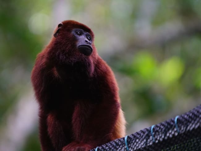 Por primera vez observan Mono Aullador en Parque Nacional de Pisba, Boyacá