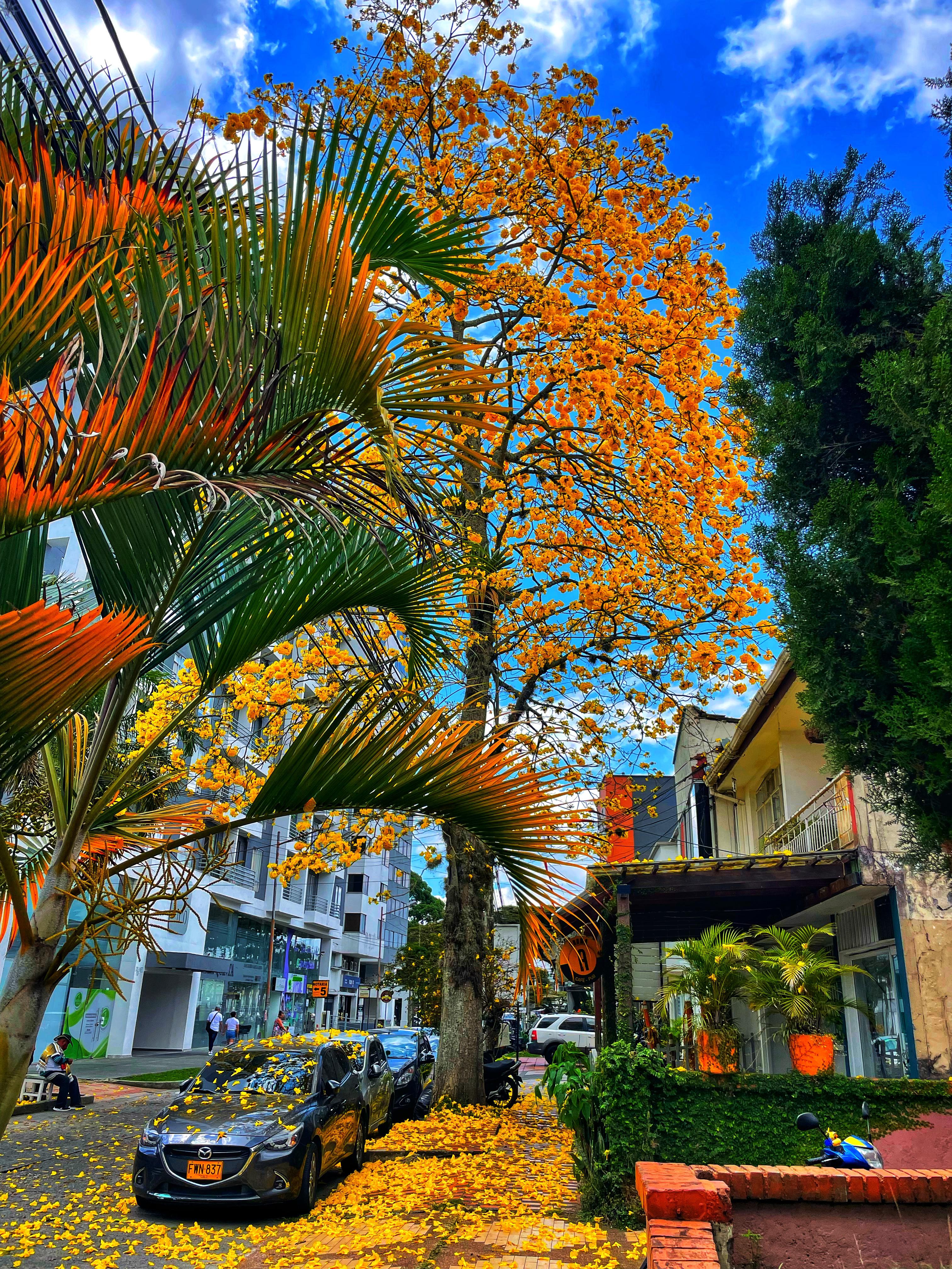 Hermoso Guayacán florecido en la calle 4 norte en Armenia, sector posterior al parque de Los Fundadores. Foto: Angie Porras
