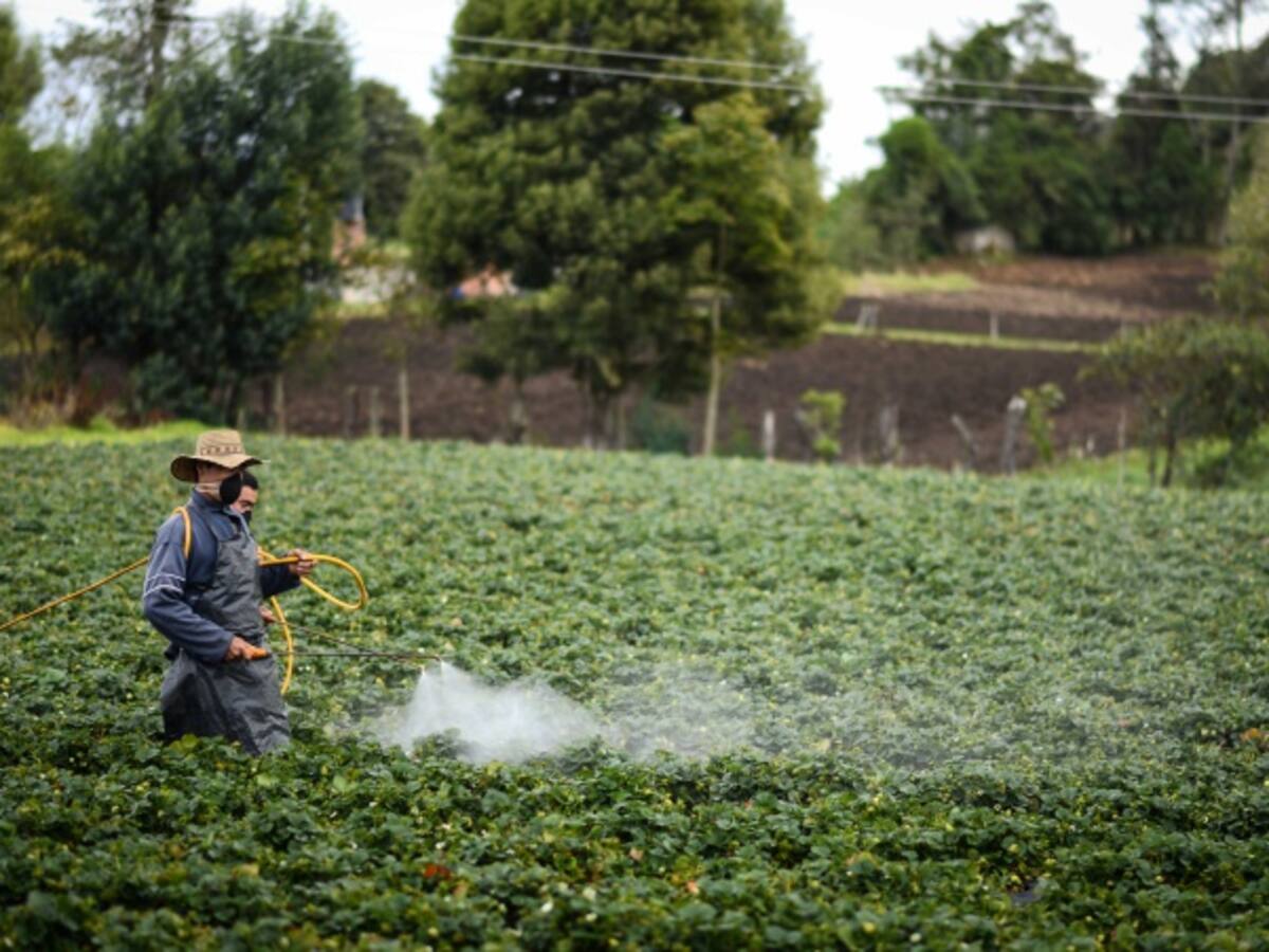 Impuesto de renta del 16% para quienes inviertan en el campo, plantea Minagricultura