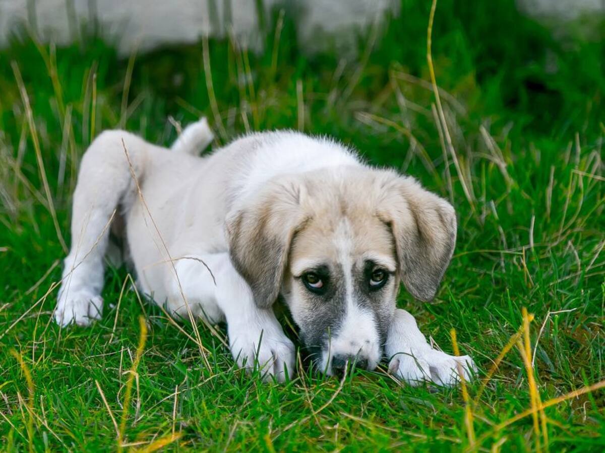¿Las mascotas absorben las enfermedades de sus dueños?