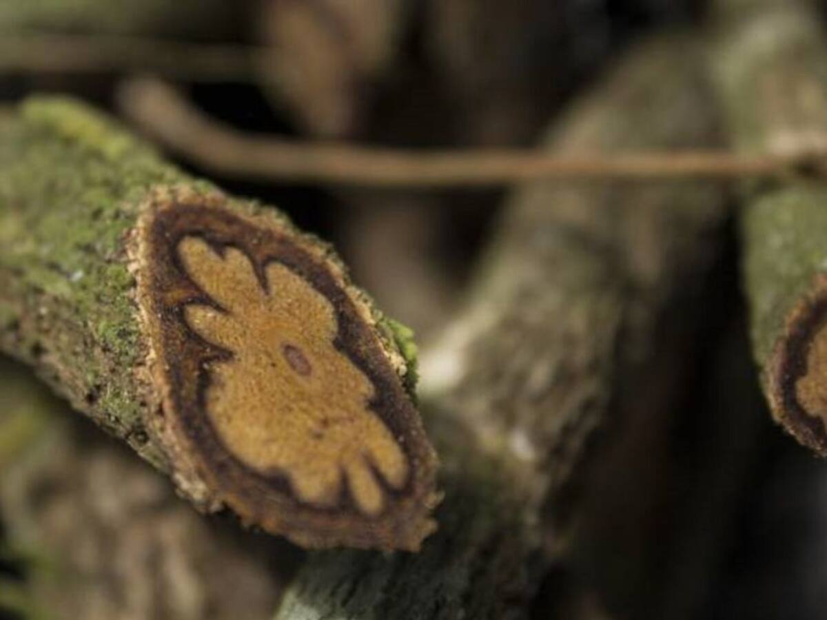 Alertan que la ruta del yagé en la Sierra pone en riesgo salud de turistas