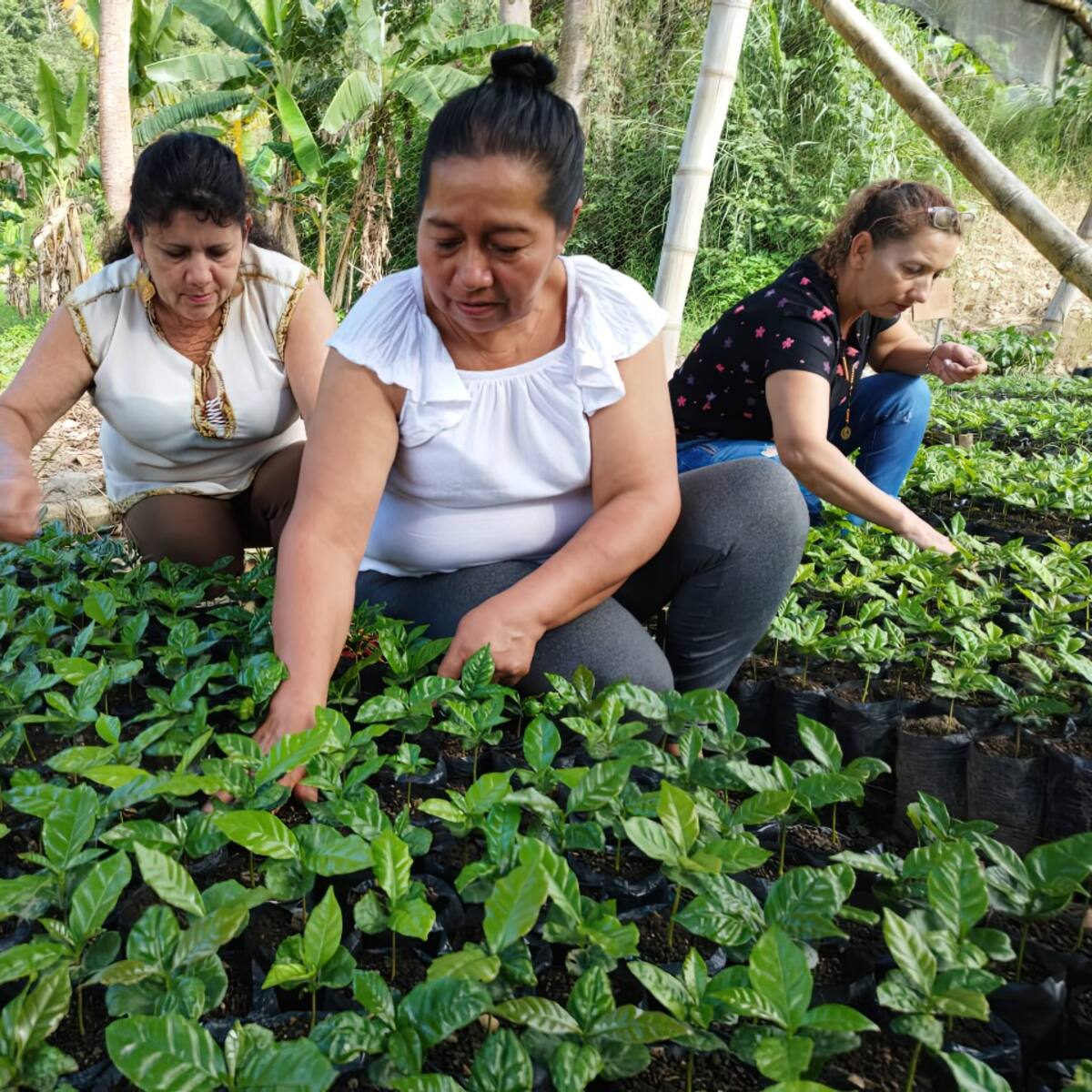 Renovación cafetera en el Huila beneficiara a 3.500 caficultores de la región