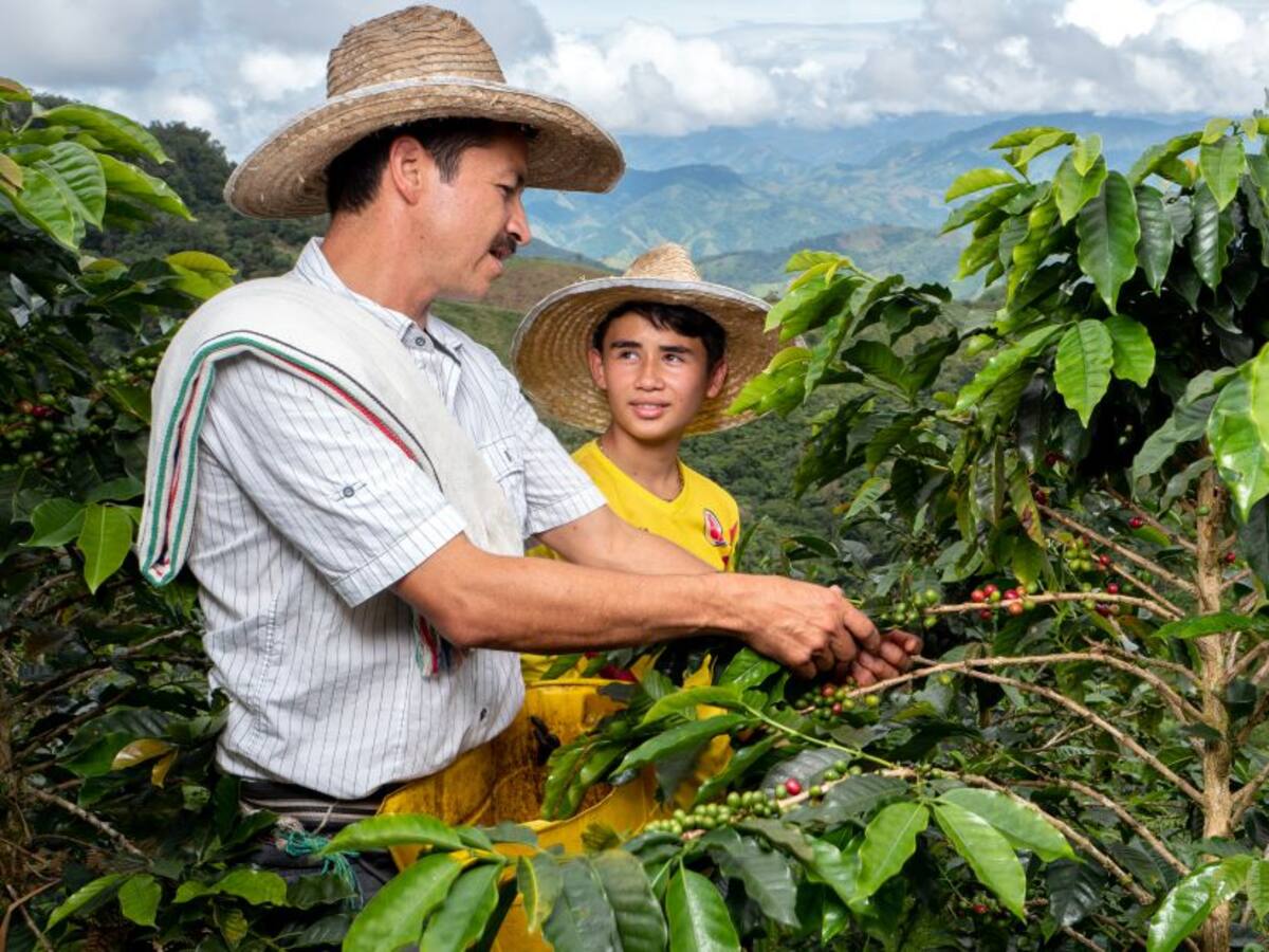 La actual cosecha cafetera podría tener un costo entre $ 11 a $ 12 billones