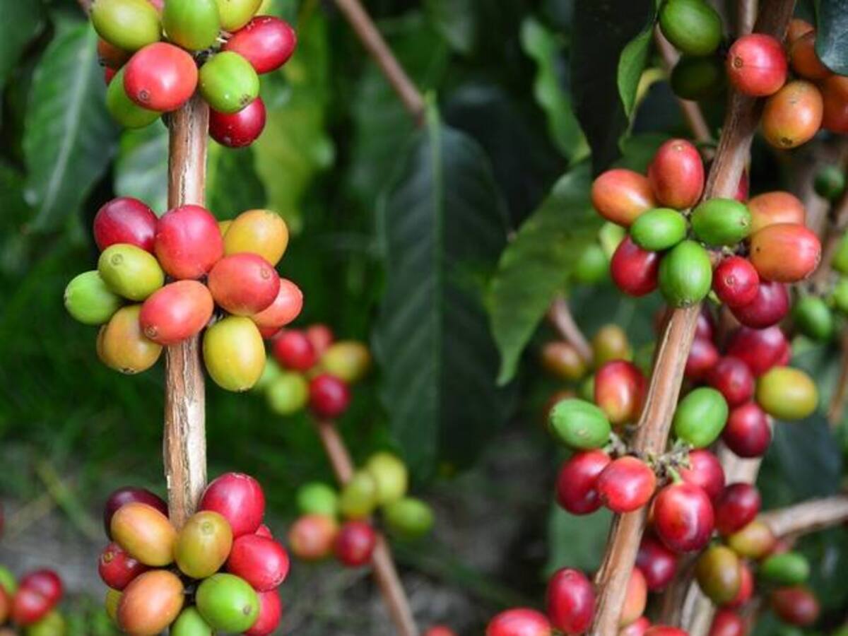 Preocupación por altos niveles de broca en cosecha cafetera del primer semestre en Caldas