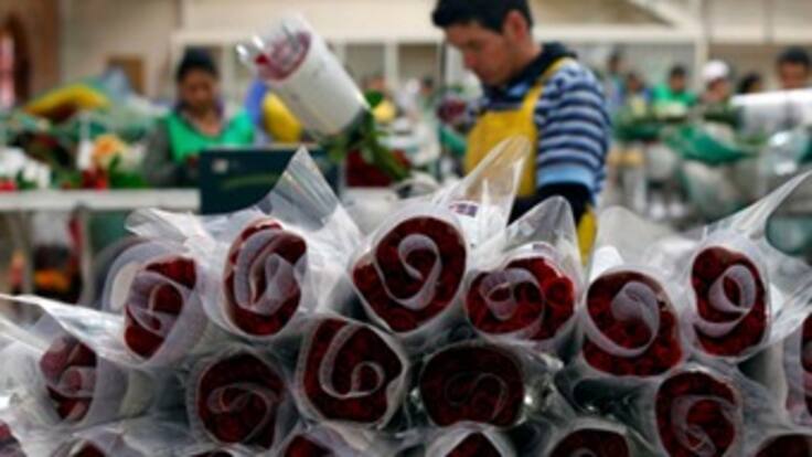 Impulsarán venta de flores en aeropuertos colombianos