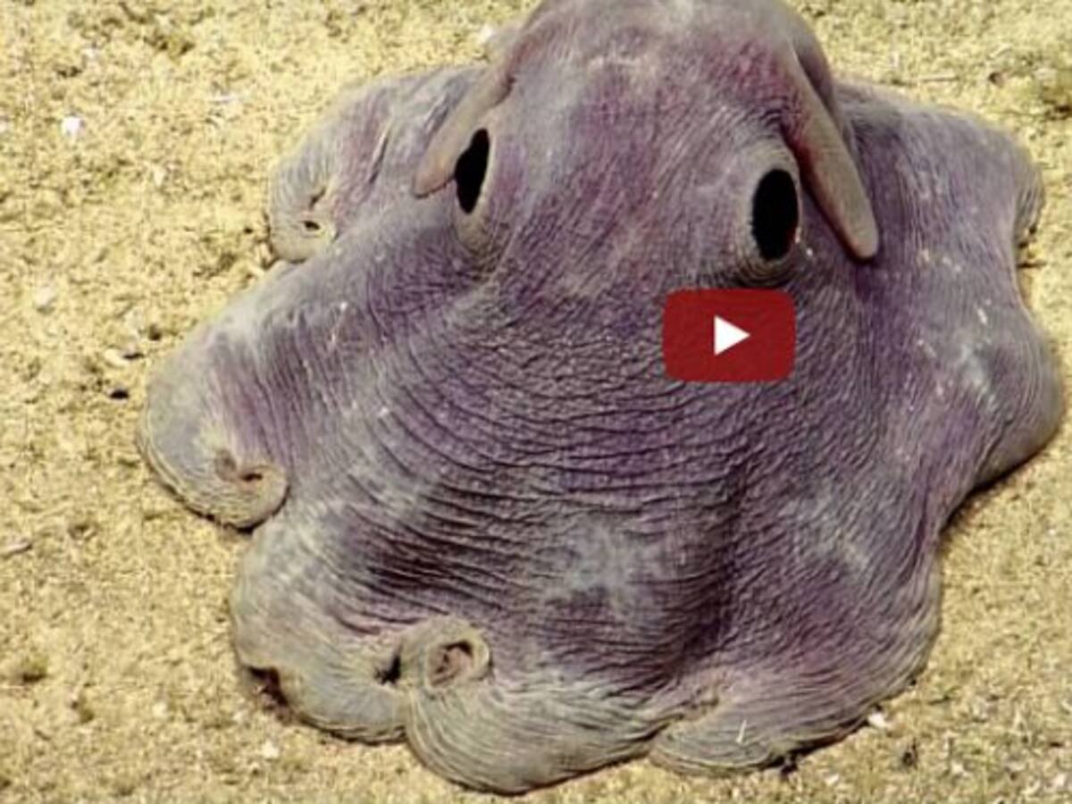 ¡Asombroso! El pulpo que se parece a Dumbo