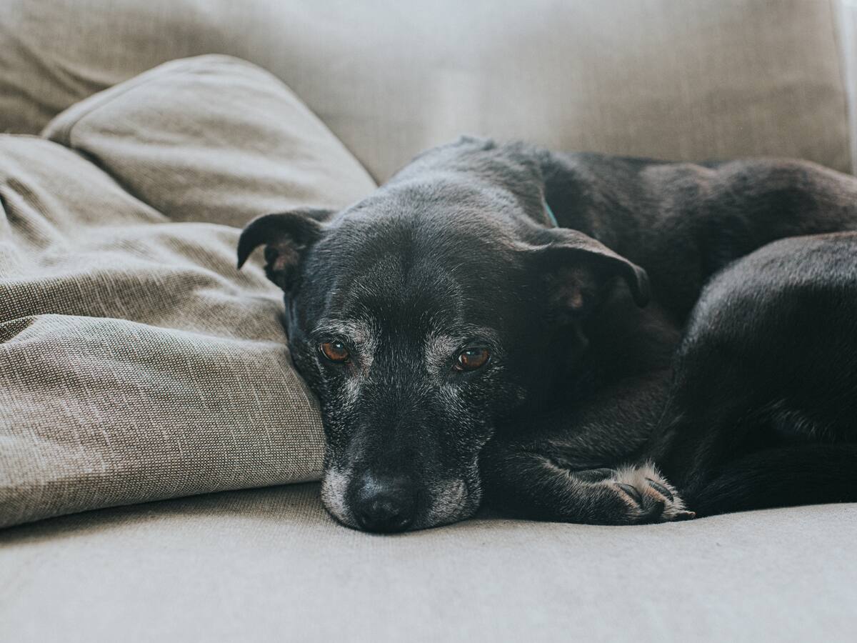¿Cómo se sabe si un perro tiene Alzheimer? Estas serían algunas señales
