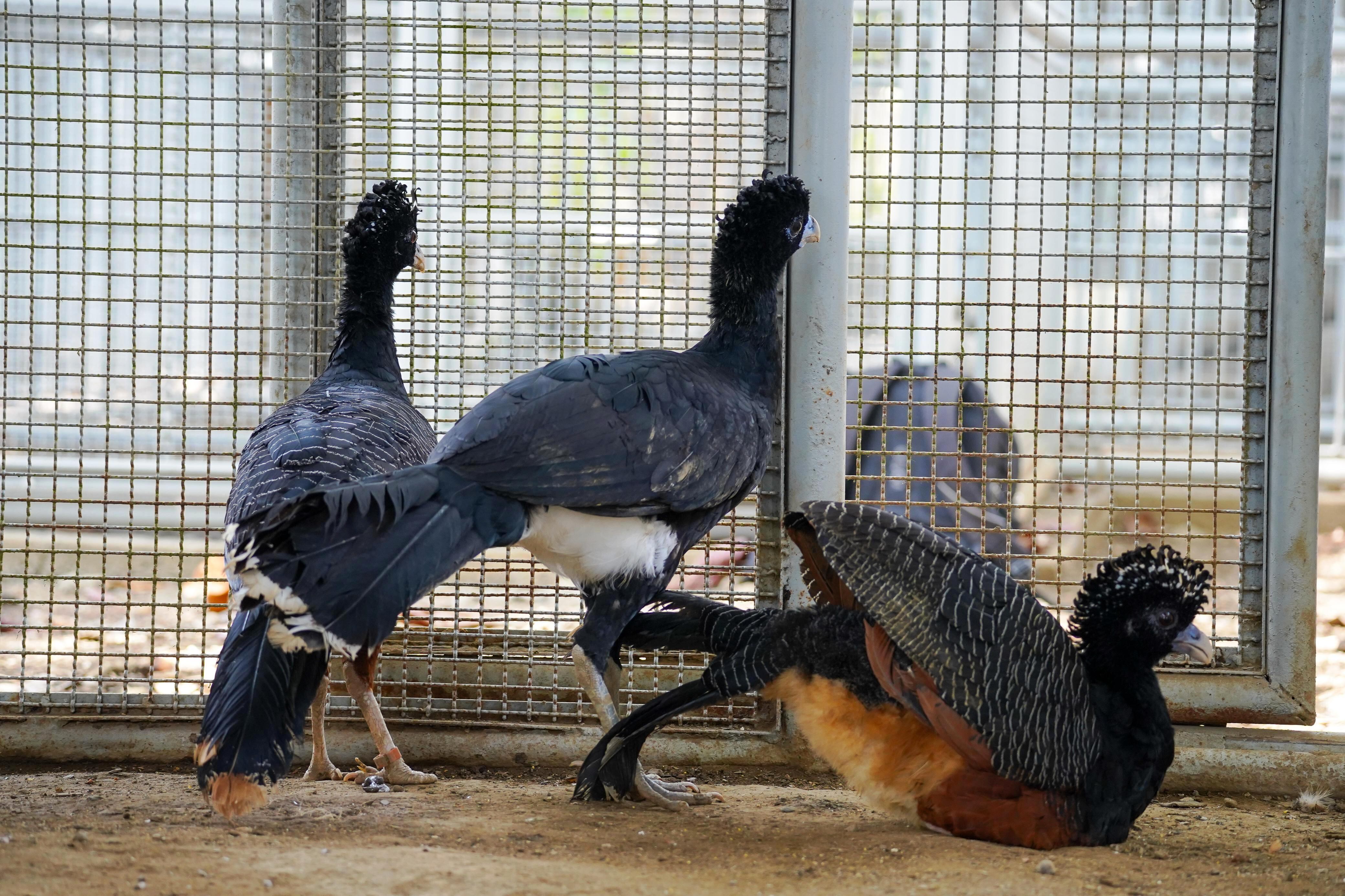 CVS y Aviario Nacional de Colombia unen esfuerzos para salvar al Paujil de Pico Azul de la extinción