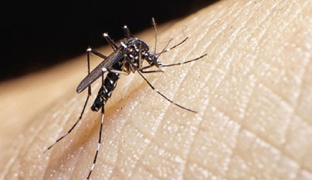 Mosquito que produce el dengue