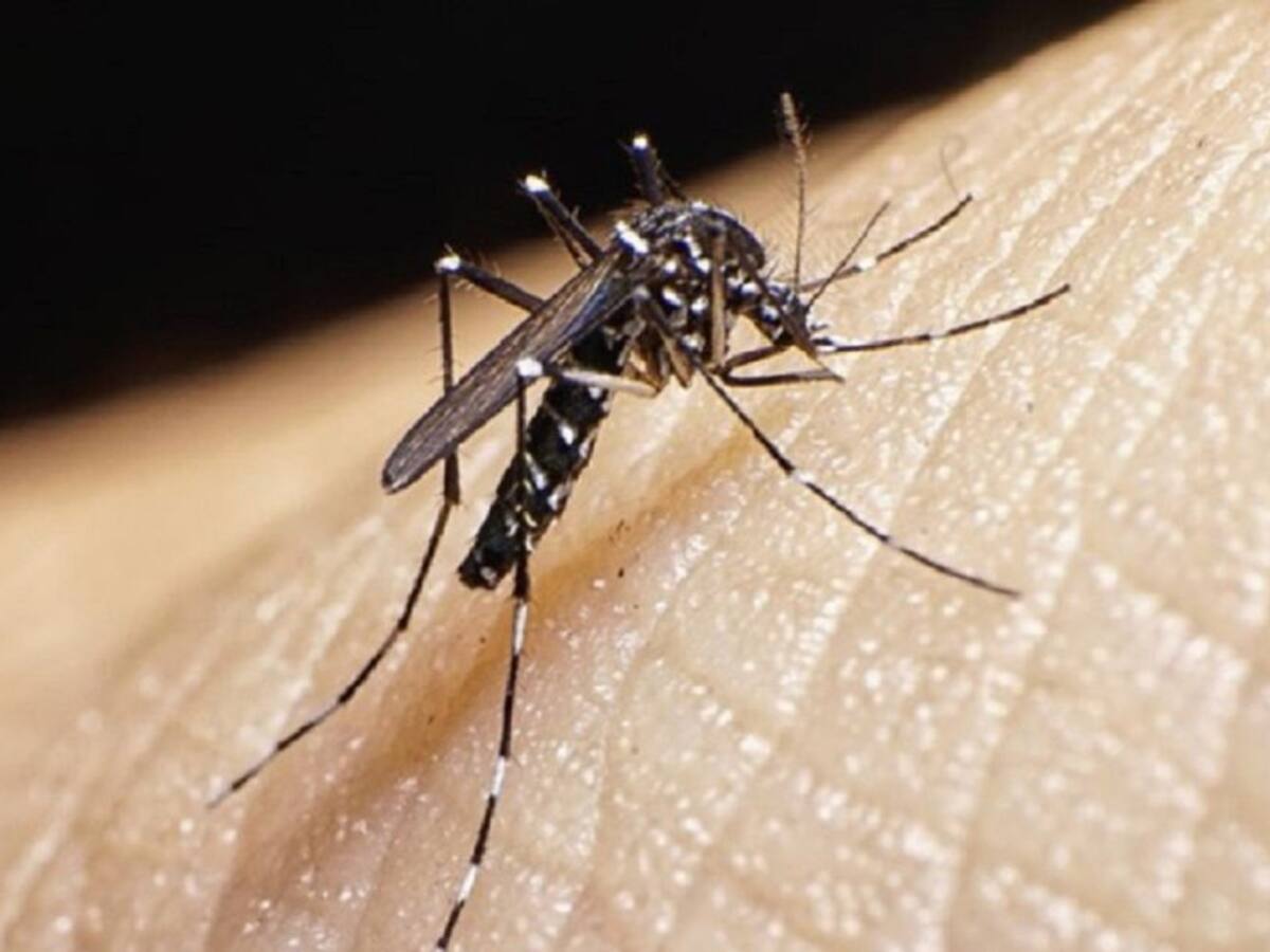 Los barrios que reportan más casos de dengue en Barranquilla