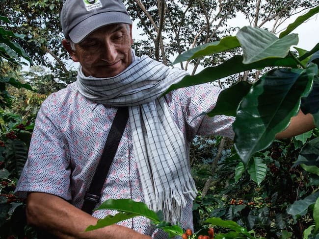 Fedecafé: Producción de café en agosto cayó un 11%