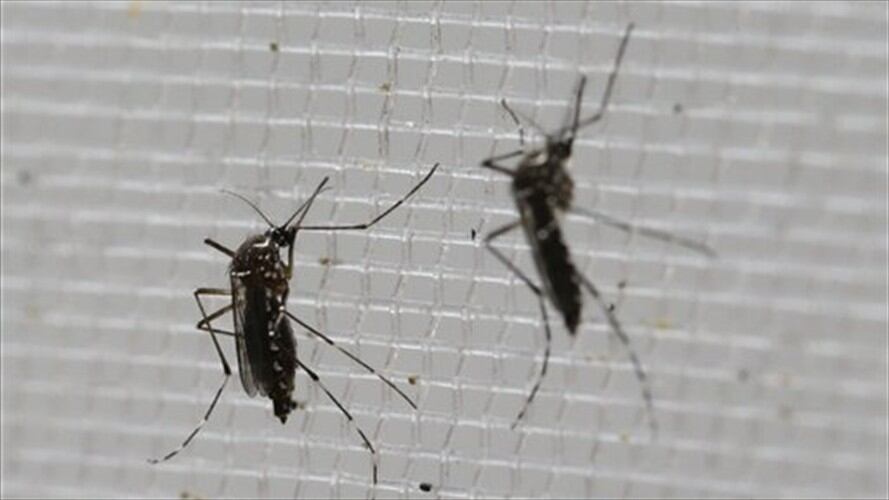 Aedes aegypti. Foto: Associated Press - AP