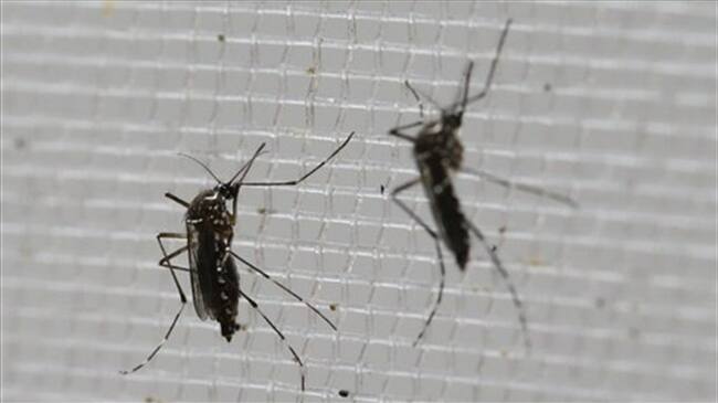 Aedes aegypti. Foto: Associated Press - AP