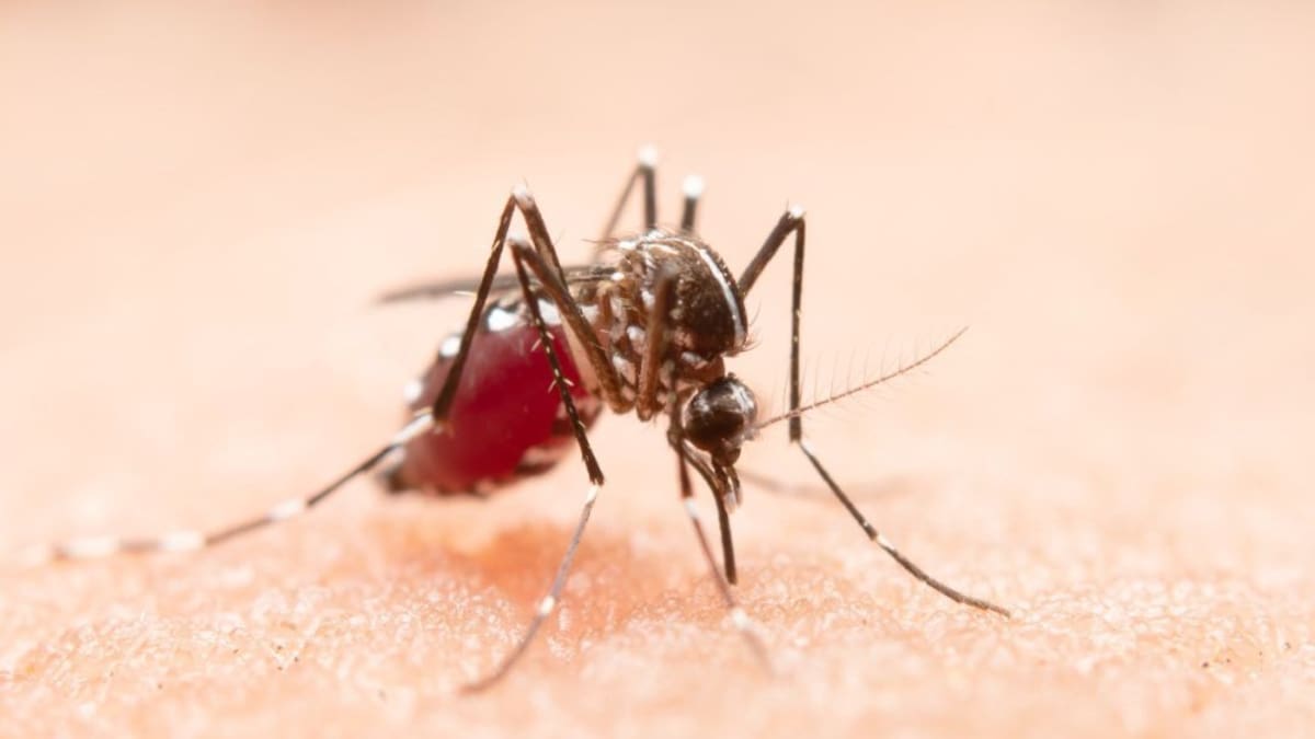 Primera víctima del dengue en el Valle del Cauca en el 2022
