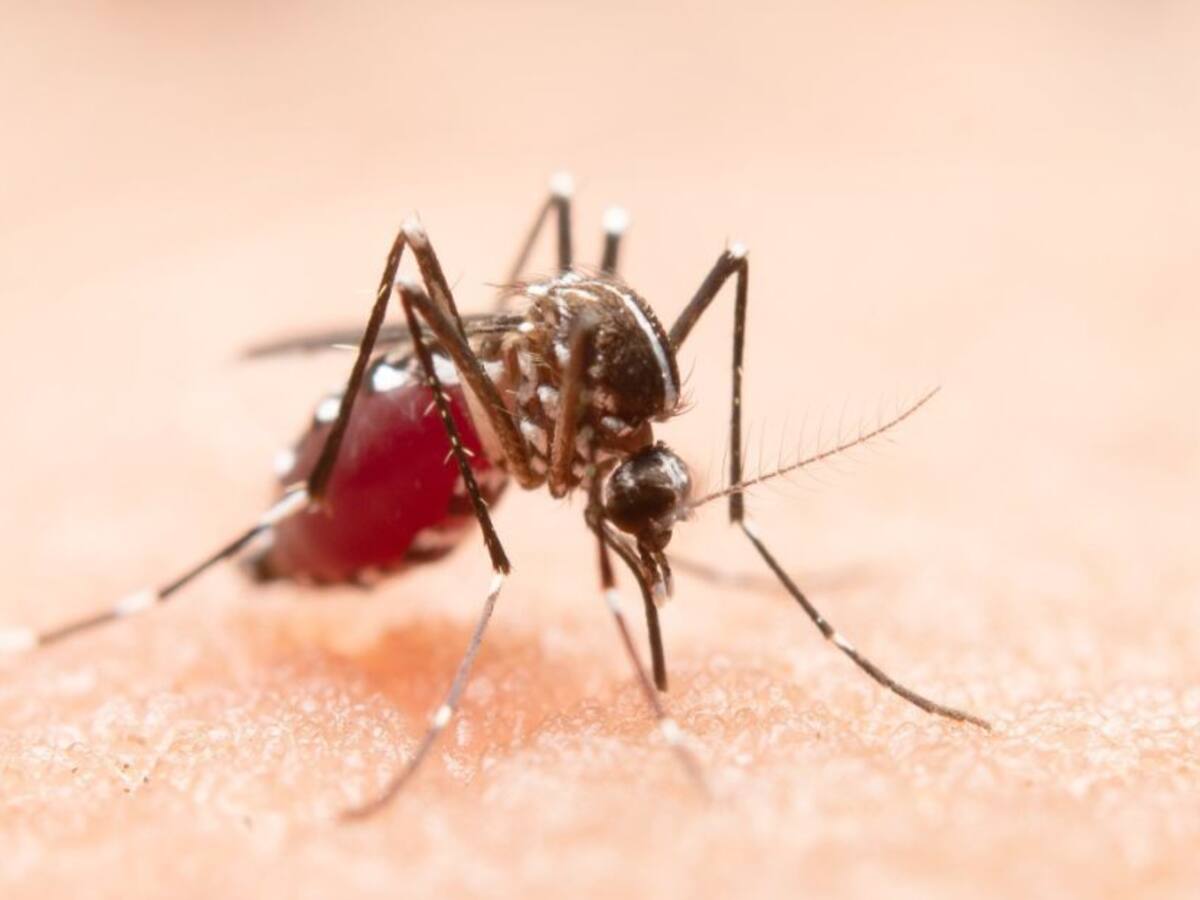 Primera víctima del dengue en el Valle del Cauca en el 2022