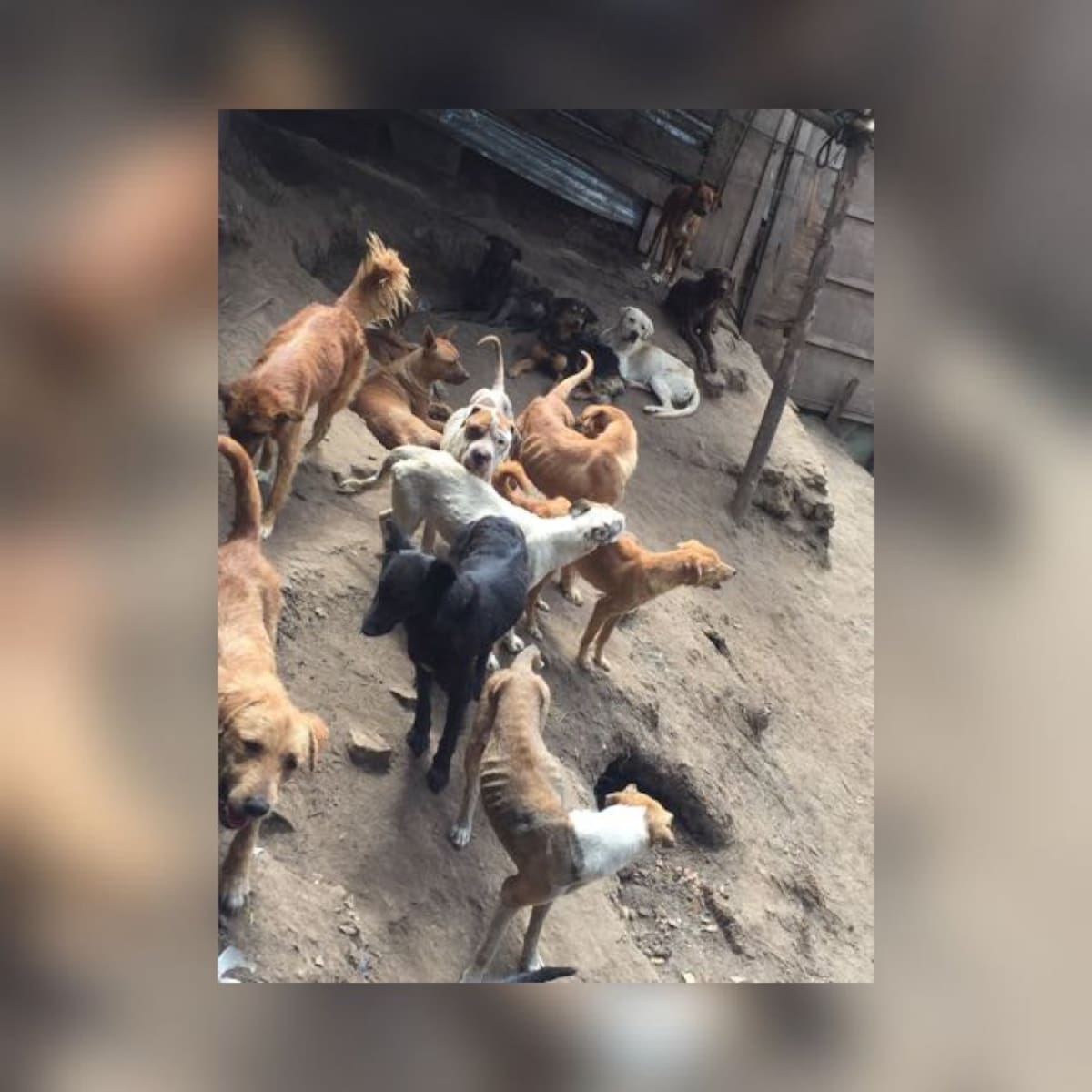 La fundación Vida de Pelos es señalada de recibir dinero para el cuidado de los animales, pero mantener a los perros en malas condiciones.  