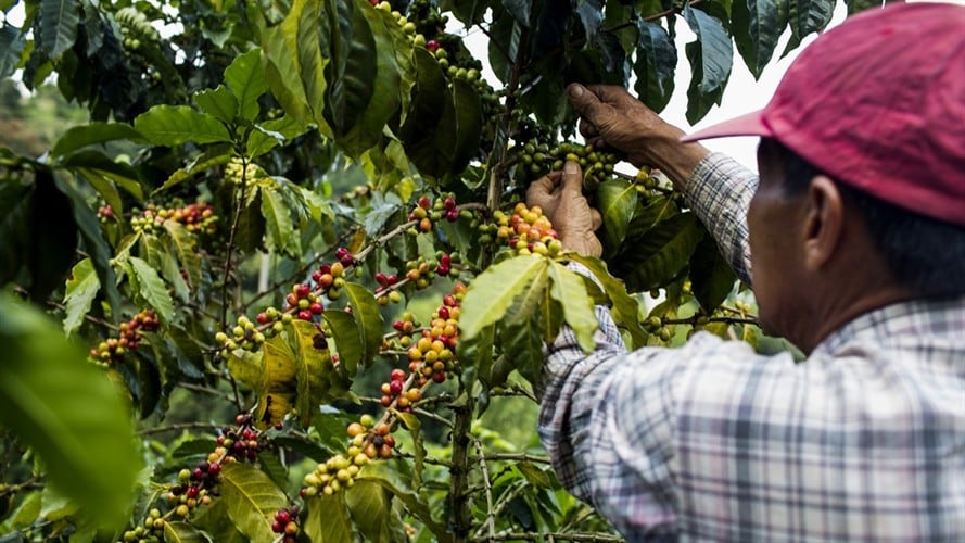 En el Comité Cafetero se acordaron $39.000 millones para la renovación de cafetales. Foto: Getty Images