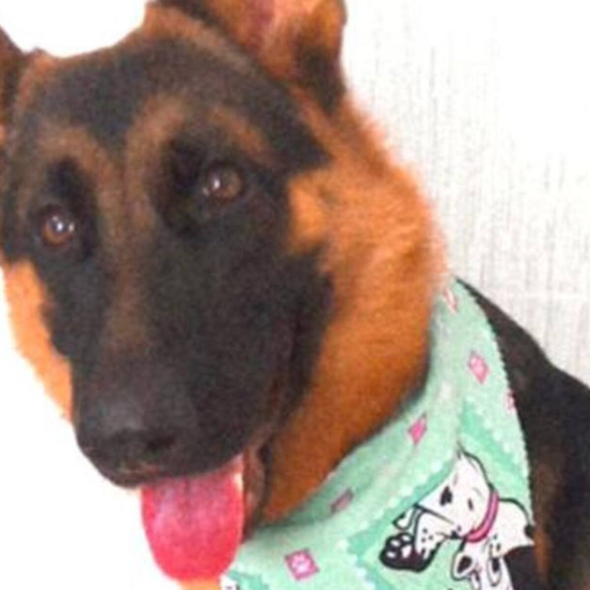 Una niña muerde a su mascota porque creyó que su oreja era chocolate