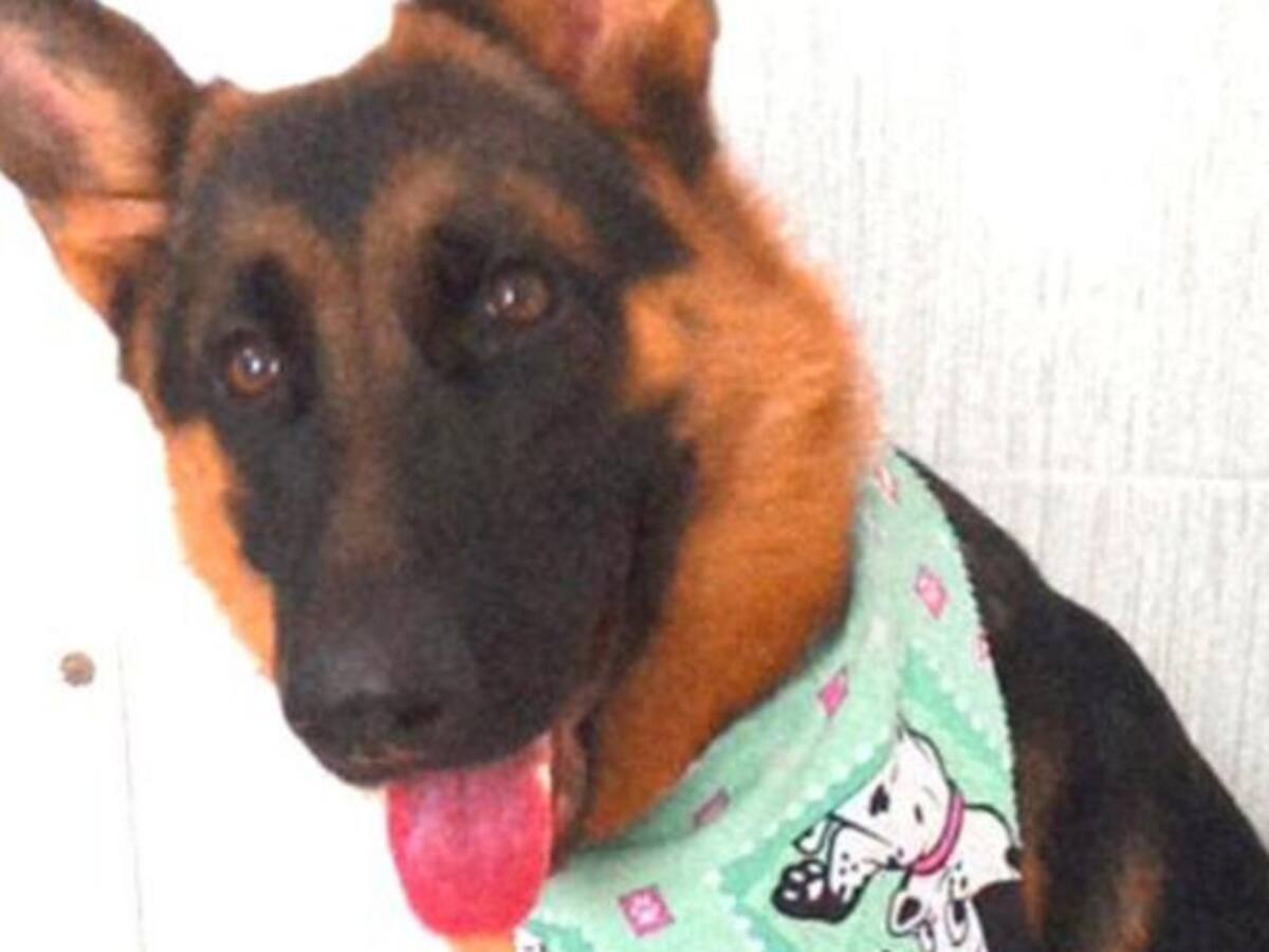 Una niña muerde a su mascota porque creyó que su oreja era chocolate