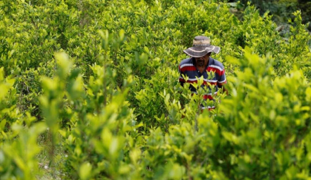Reunión del alto gobierno con cocaleros del Catatumbo