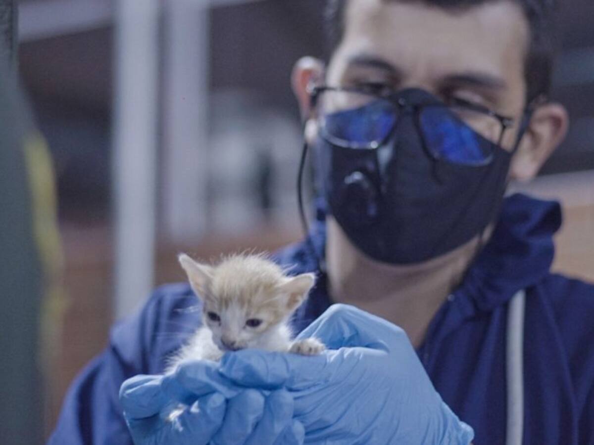 Llegaron a Bogotá más de 250 gatos desde Santa Marta