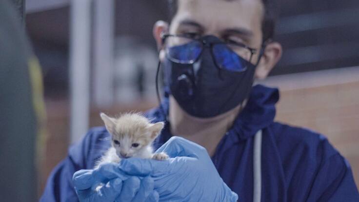 Más de 250 gatos llegaron a Bogotá desde Santa Marta