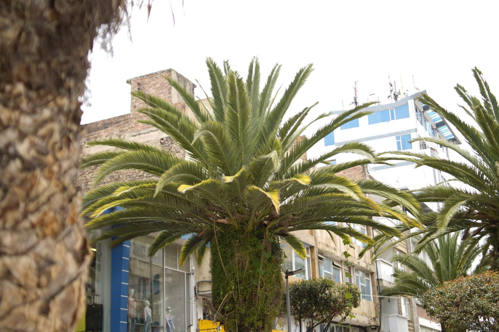 Las palmeras pesan hasta 600 Kg y se plantaron hace más de 35 años. Foto | Alcaldía de Sogamoso
