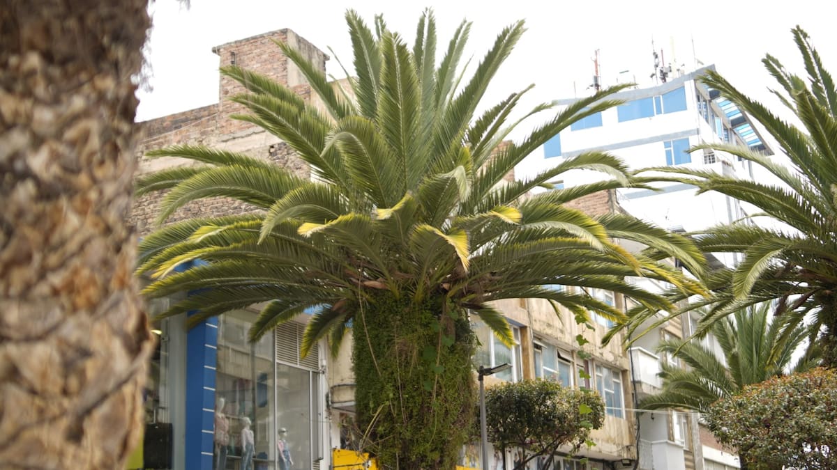 Sogamoso espera aval ambiental para talar y trasladar árboles en proyectos urbanos