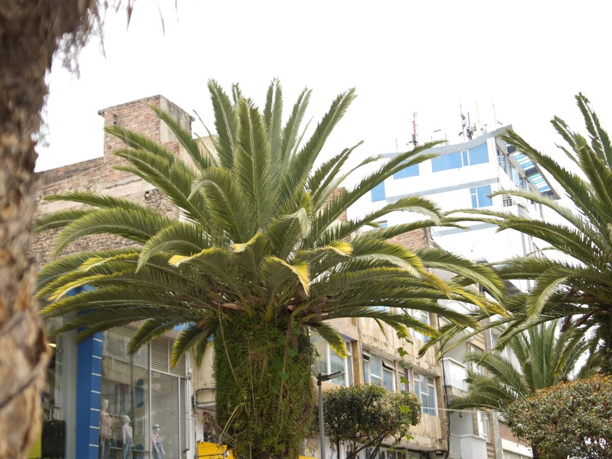 Alcaldía de Sogamoso pedirá autorización a Corpoboyacá para talar palmeras del centro