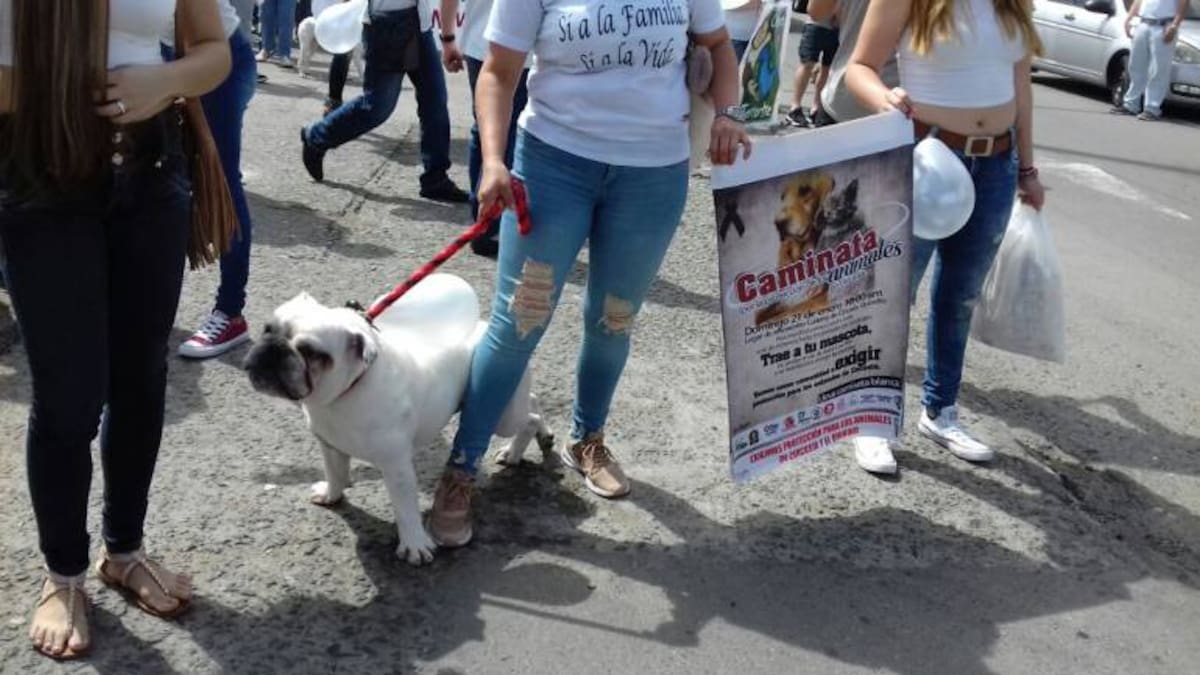 Animalistas no descartan demandas ante procuraduría y fiscalía por sacrificio de animales en Circasia
