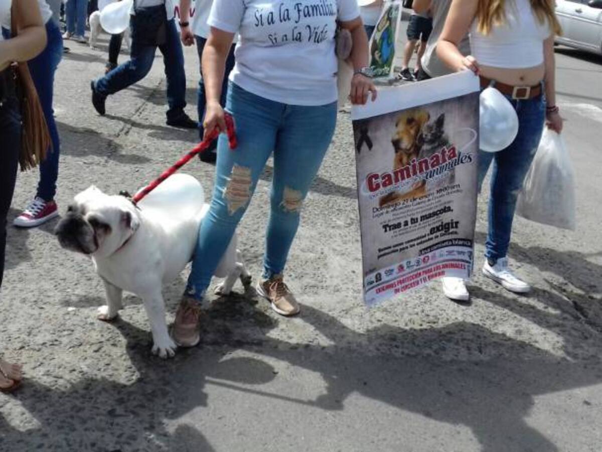 Animalistas acudirían a Procuraduría por sacrificio de animales en Circasia