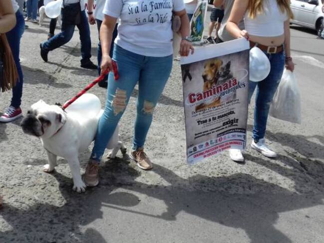 Animalistas no descartan demandas ante procuraduría y fiscalía por sacrificio de animales en Circasia