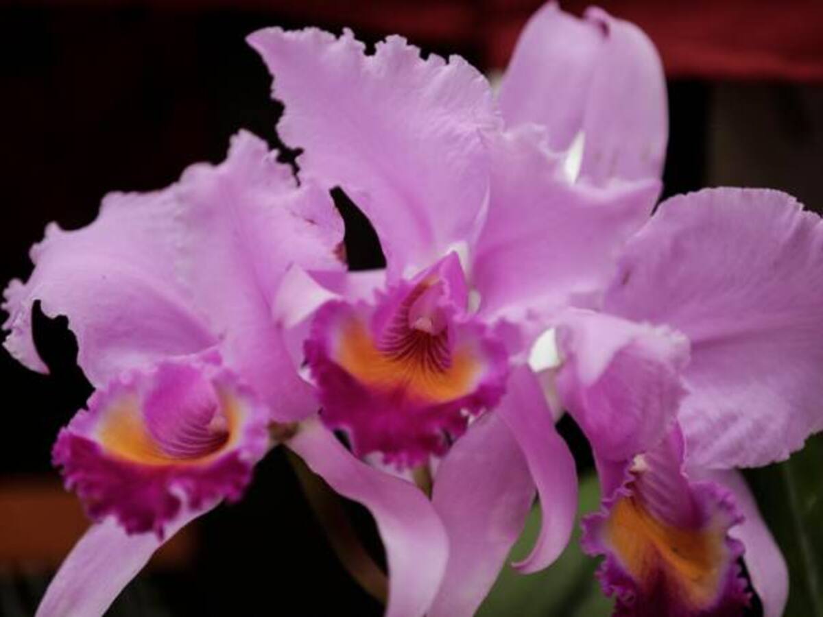 Jardín Botánico de Bogotá hará exposición con 3.000 orquídeas