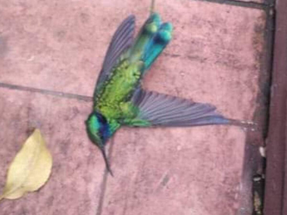 Denuncian muerte de pájaros en Kennedy