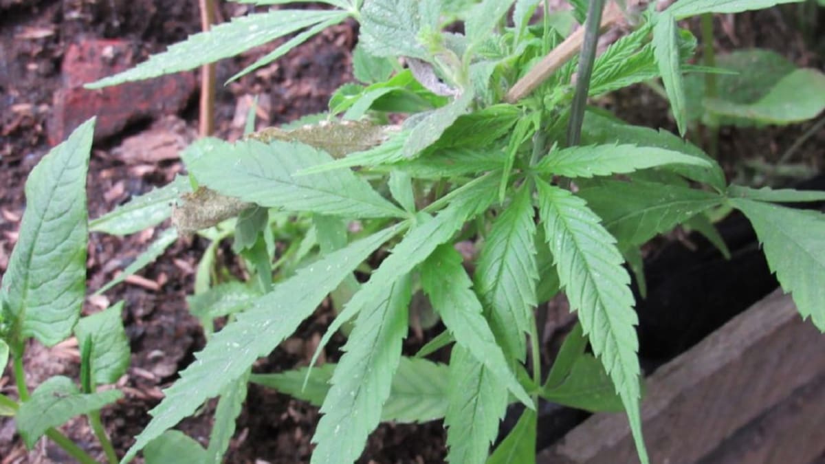 Caldas es uno de los departamentos con mayor consumo de marihuana