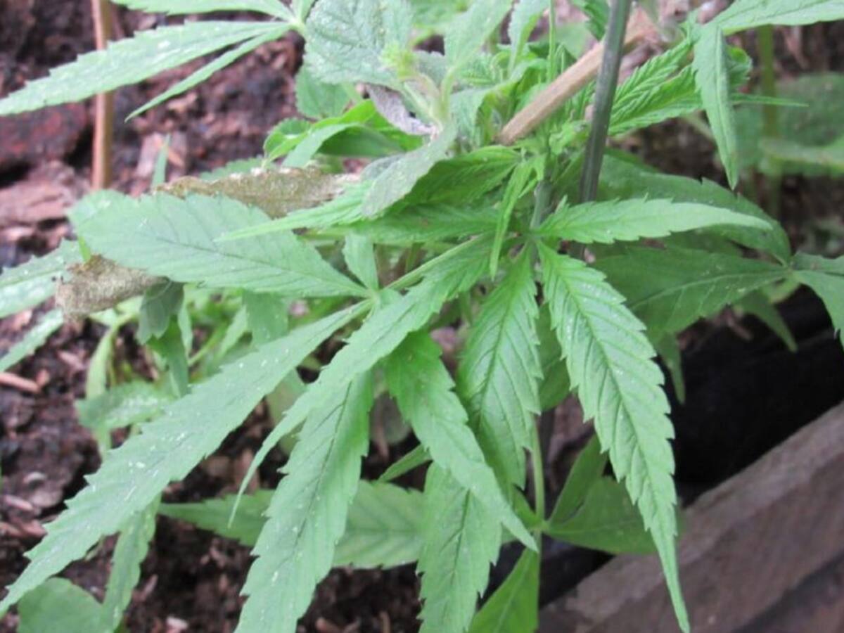 Caldas es uno de los departamentos con mayor consumo de marihuana