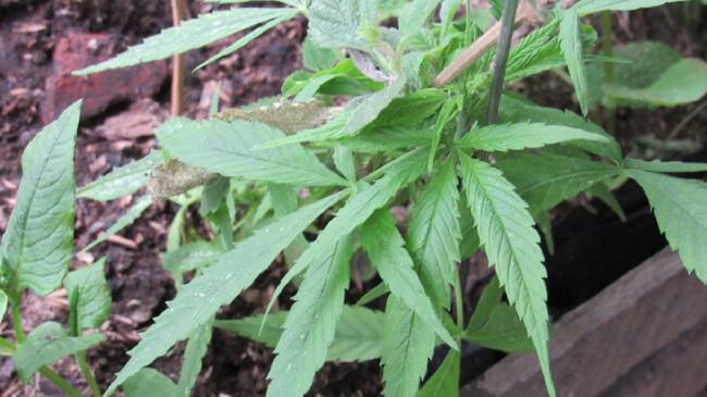 Consumo de marihuana en Caldas