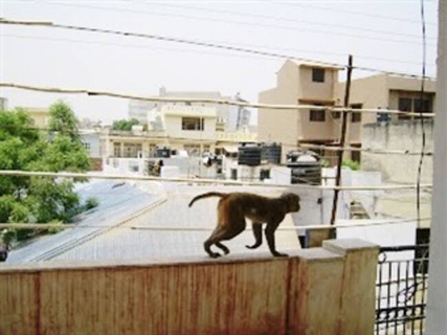 Intentan regresar a su hábitat a dos monos adiestrados para robar