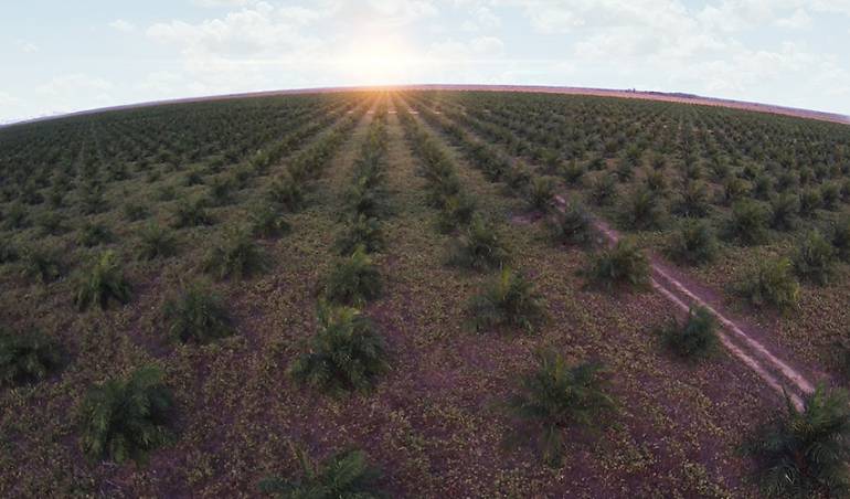 Cultivo palma de aceite 