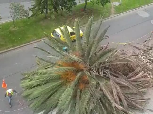 Polémica por la tala de una palma centenaria en el norte de Bogotá